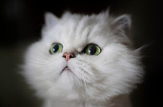 skalping bitkoin na huobi dnevnoj bez kyc