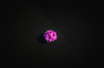 sobrat meme coin airdrop na polygon bez komissii