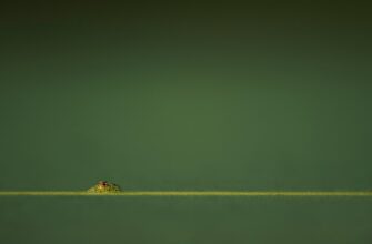 sobrat pepe airdrop na layerzero