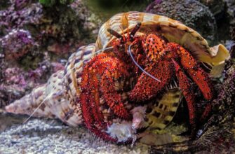 stejkat ada na kraken staking bez komissij