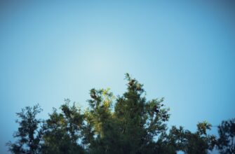 uchastvovat sol airdrop na starknet dlja novichkov