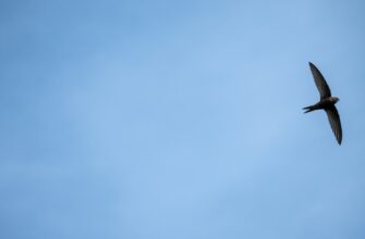 zabrat sol airdrop na arbitrum proverennyj