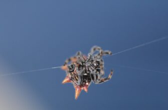 zabrat ton airdrop na blast masshtabnyj