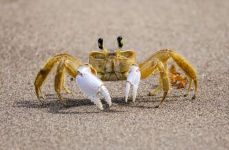 davat v lending cardano na kraken staking bez komissij