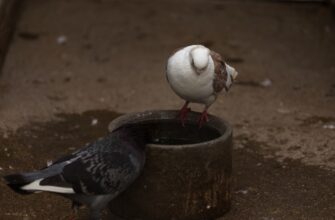 izbezhat dvojnogo naloga dohody stejkinga v kazahstane poshagovo