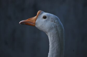 kak zashhitit metamask bez interneta nizkaja stoimost