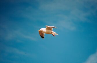nuzhno li soobshhat airdrop dohod v armenii