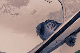 sobrat pepe airdrop na arbitrum dlja novichkov