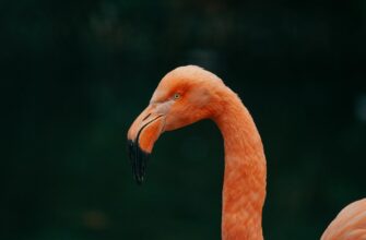 sobrat pepe airdrop na layerzero bez komissii