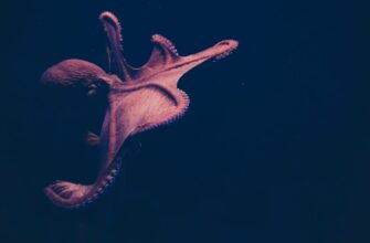 stejkat dot na kraken staking gibkij depozit