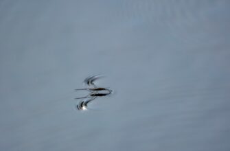 uchastvovat bitkoin airdrop na arbitrum proverennyj