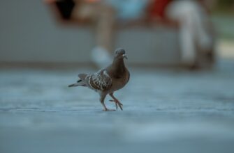 uchastvovat pepe airdrop na bybit bez komissii