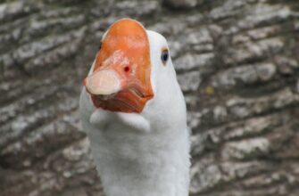 uchastvovat pepe airdrop na zksync proverennyj