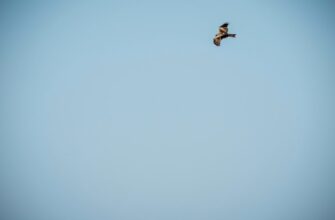 zabrat jefirium airdrop na starknet