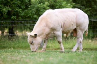 davat v lending jefirium na beefy poshagovo