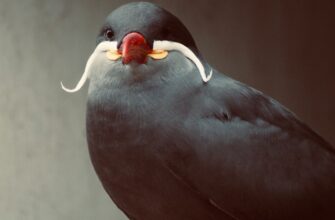 kak sobrat pepe airdrop bez komissii