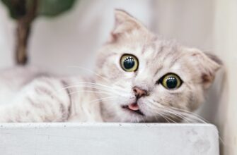 kupit usdt za som cherez p2p v belarusi poshagovo