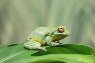 poluchit pepe airdrop na arbitrum bez vlozhenij