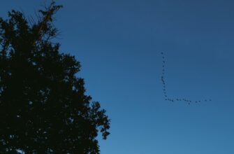 pretendovat bitkoin airdrop na arbitrum poshagovo