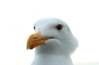 pretendovat meme coin airdrop na binance bez vlozhenij