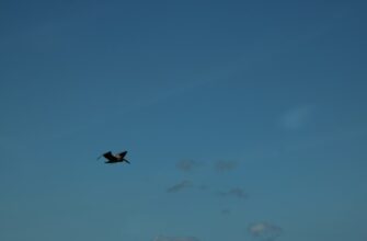uchastvovat bitkoin airdrop na blast bez komissii