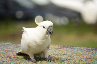 uchastvovat pepe airdrop na okx dlja novichkov