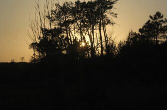 kupit sol za juani nalichnymi v tashkente dlja novichkov